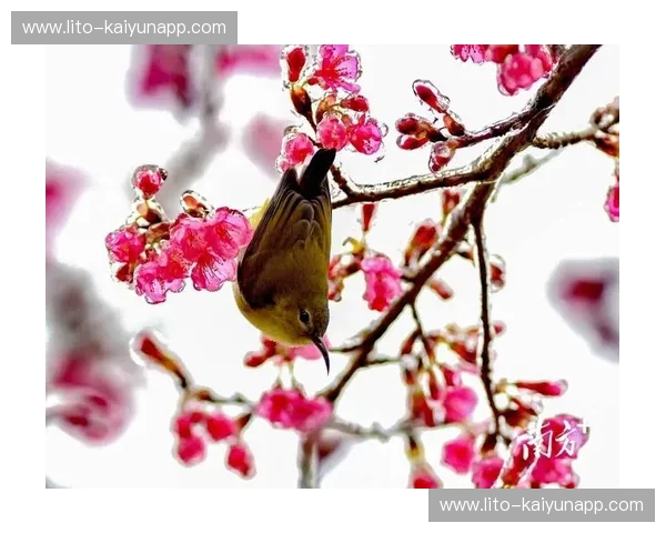 冰雪与樱花的碰撞：札幌冈萨多vs浦和红钻，一场关乎荣耀的北国风情画卷